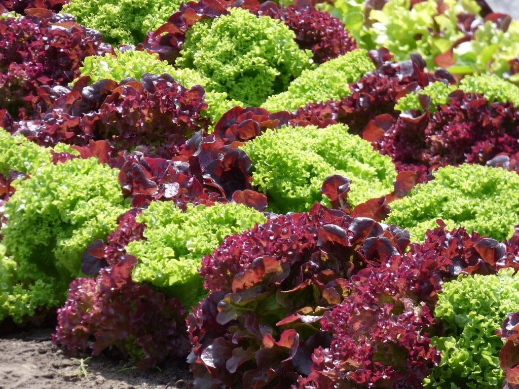 lettuce-1580674_1280