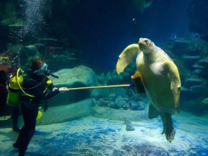 Необычная профессия: аквариумист — любитель подводного мира