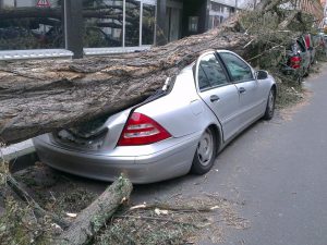 На машину упало дерево: кому выставлять счёт?